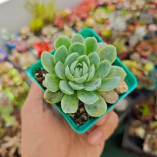 Echeveria Elegans