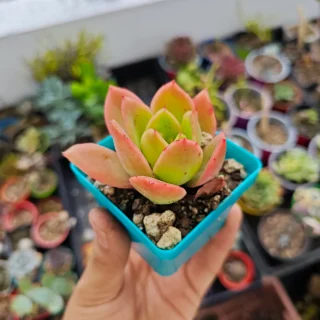 Echeveria Golden Glow