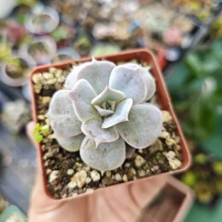 Echeveria Lilacina
