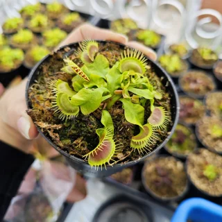 Dionaea Muscipula King Henry