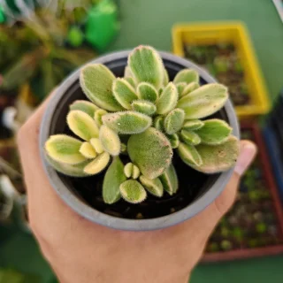 Cotyledon Tomentosa Variegada