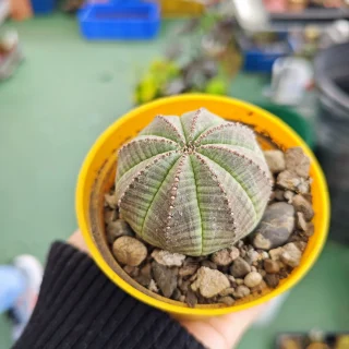Euphorbia Obesa