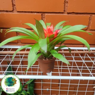 Bromelia #1