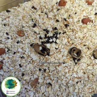 Cultivo de Tenebrios