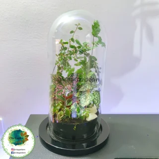 Terrario cerrado en cápsula