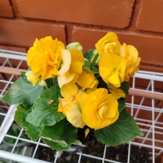 Begonia de Flor