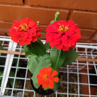 Zinnia Naranja