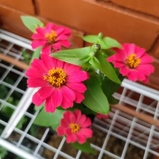 Zinnia Fucsia