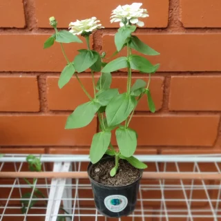 Zinnia Blanca