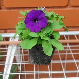Petunia Morada