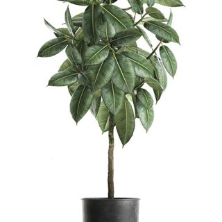 Vinilo Decorativo De Pared Planta En Maceta