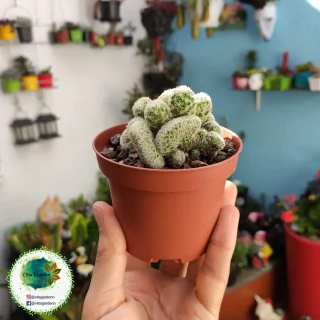 Mammillaria Crestada