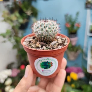 Mammillaria Hahniana