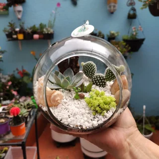 Terrario Suculentas y Cactus en Burbuja de Cristal Grande