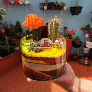 Terrario cilíndrico de cactus