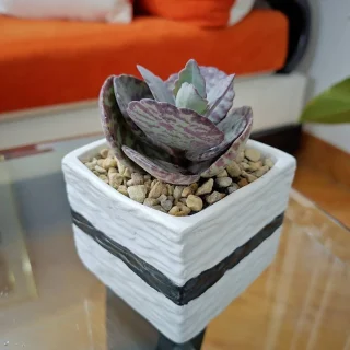 Matera Cuadrada con Relieve