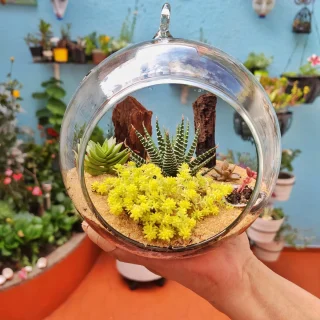 Terrario Haworthia en Burbuja
