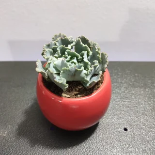 Matera redonda con suculenta