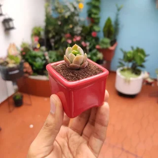 Matera Cuadrada Pequeña