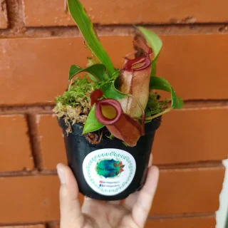 Nepenthes Bloody Mary