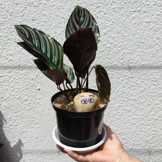 Calathea Ornata