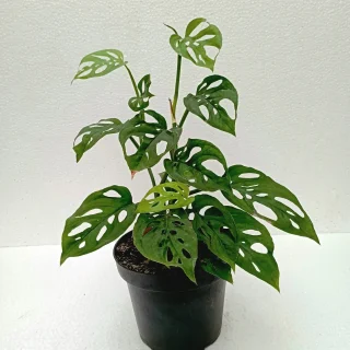 Monstera Adansonii