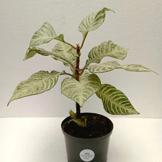 Aphelandra Importada