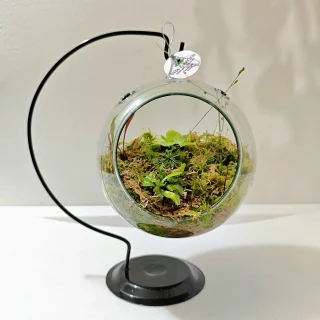 Terrario Carnívoro 5 Especies