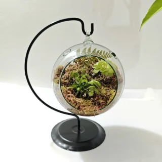 Terrario Carnívoro Venus Atrapamoscas