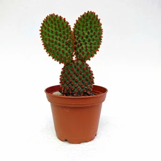 Opuntia Microdasys Rufida