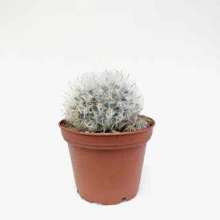 Mammillaria Bocasana