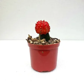 Cactus Coreano Rojo