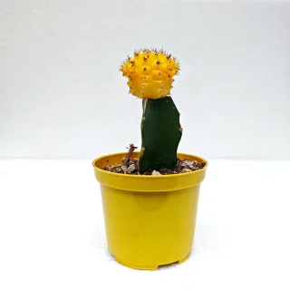 Cactus Coreano Amarillo