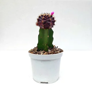 Cactus Coreano Variegado