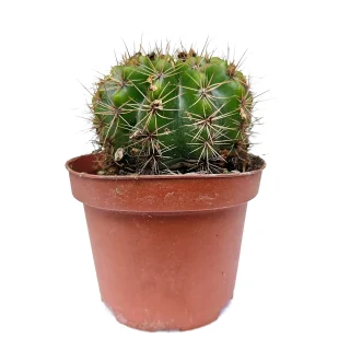 Echinopsis Calochlora