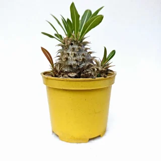 Pachypodium Densyflorum