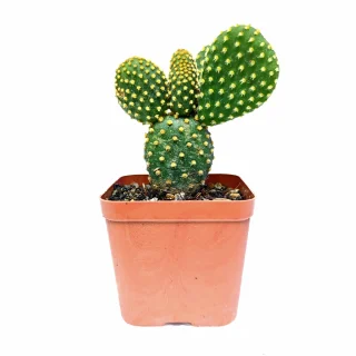 Opuntia Microdasys Pallida