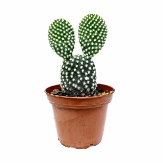 Opuntia Microdasys Blanca