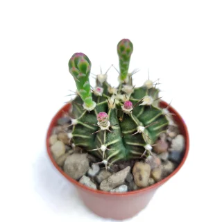 Gymnocalicium Mihanovichii var. Filadelfinensis