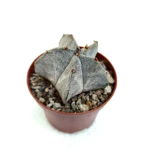 Astrophytum Myriostigma