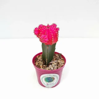 Cactus Coreano Fucsia