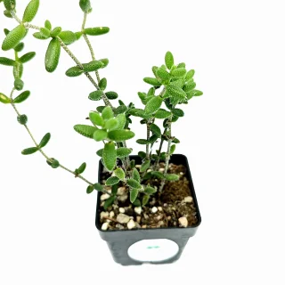 Delosperma Echinatum