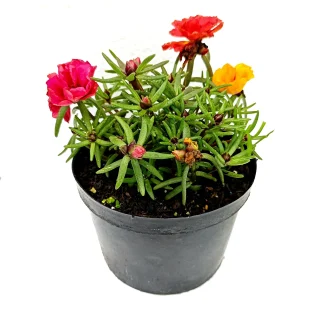 Portulaca Flor De Un Día