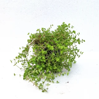 Crassula Little Missy