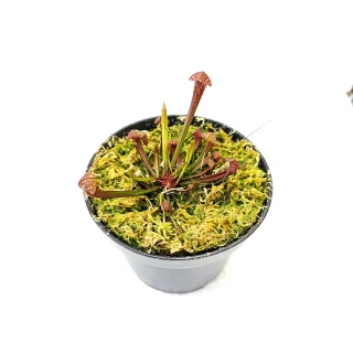Sarracenia Scarlet Belle