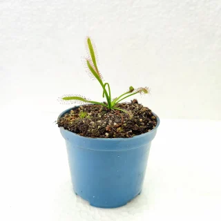 Drosera Capensis Typical