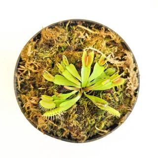 Dionaea Muscipula (Venus atrapamoscas)