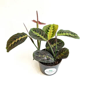 Calathea marantha