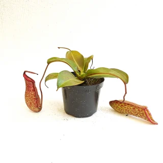 Nepenthes Miranda