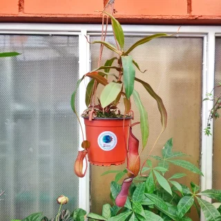 Nepenthes Rebecca